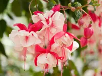 Fuchsia