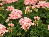 Geraniums