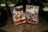 Growing garlic