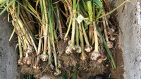 Growing garlic