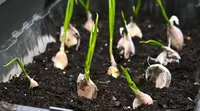Growing garlic