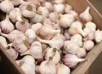 Growing garlic
