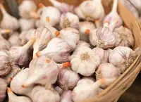 Growing garlic