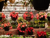 Hanging Basket Collection for Shade