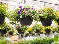 Hanging Basket for Sun 1