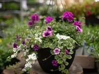 Hanging Basket for Sun