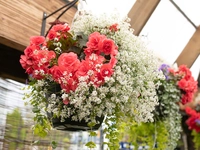 Hanging Baskets for Shade