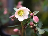 Helleborus