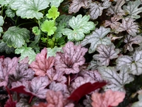 Heuchera