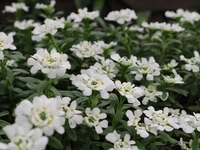 Iberis (Candytuft)