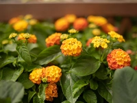 Lantana