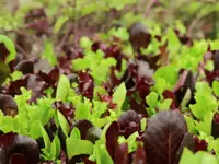 Lettuce