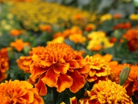 Marigolds