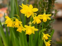 Narcissus