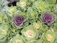 Ornamental Cabbage & Kale