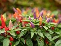 Ornamental Peppers