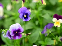 Pansies and Violas