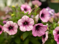 Petunias