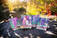 Plant bulbs