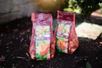 Plant bulbs