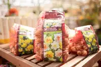 Plant bulbs