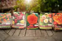 Plant bulbs
