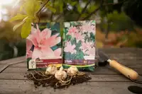 Plant bulbs