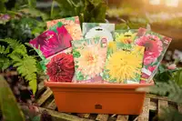 Plant bulbs