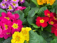 Primulas