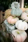 Pumpkins