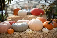 Pumpkins