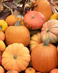Pumpkins