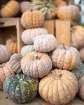 Pumpkins
