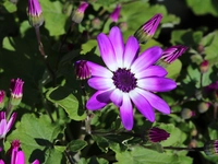 Senetti
