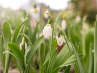 Snowdrops