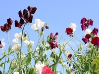 Sweet Peas