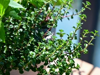 Thyme