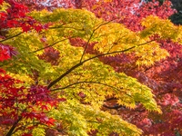 Japanese Maples