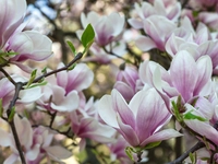 Magnolia