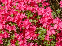 Azalea