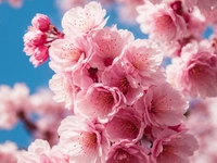 Flowering Cherry Tree