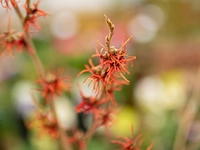 Witch Hazel