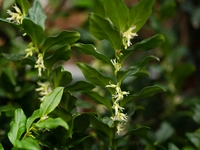Sarcococca