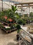 Tropical Plants