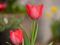 Tulip
