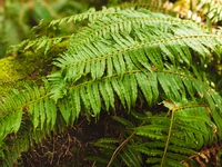 Western Sword Fern