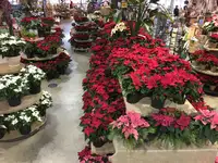 Winter Poinsettia