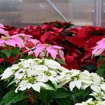 Winter Poinsettia