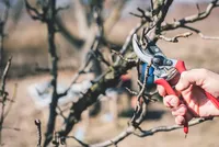 Winter Pruning