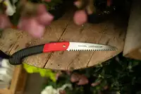 Winter Pruning